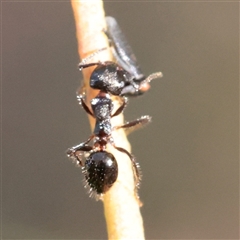 Notoncus sp. (genus) at Kaleen, ACT - 2 Nov 2025 09:12 AM