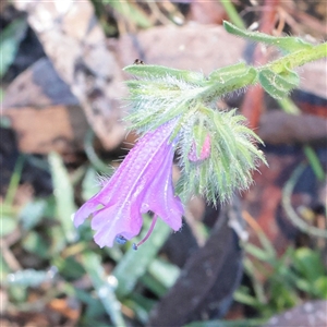 Unverified Other Wildflower or Herb at Kaleen, ACT - 2 Nov 2025 by ConBoekel