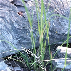 Austrostipa scabra at Kaleen, ACT - 2 Nov 2025 09:15 AM