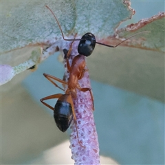 Camponotus consobrinus (Banded sugar ant) at Kaleen, ACT - 2 Nov 2025 by ConBoekel