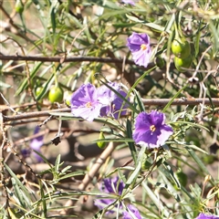 Solanum linearifolium - 2 Nov 2025 by ConBoekel