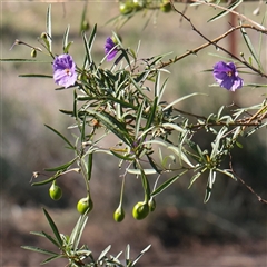 Solanum linearifolium at Undefined Area - 2 Nov 2025 09:17 AM