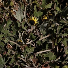 Arctotheca calendula (Capeweed, Cape Dandelion) at Kaleen, ACT - 2 Nov 2025 by ConBoekel