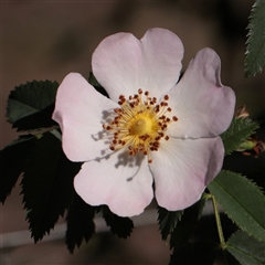 Rosa canina (Dog Rose) at Kaleen, ACT - 2 Nov 2025 by ConBoekel