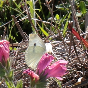 Pieris rapae (Cabbage White) at Kaleen, ACT - 2 Nov 2025 by ConBoekel