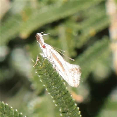 Thema macroscia (A Concealer moth (Chezala group) at Kaleen, ACT - 2 Nov 2025 by ConBoekel