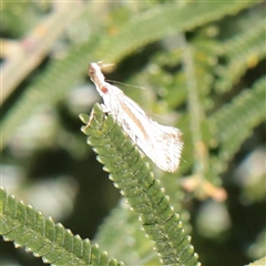 Thema macroscia at Kaleen, ACT - 2 Nov 2025 09:21 AM