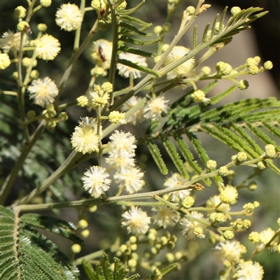 Acacia mearnsii (Black Wattle) at Kaleen, ACT - 2 Nov 2025 by ConBoekel