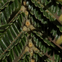 Acacia mearnsii at Kaleen, ACT - 2 Nov 2025 09:23 AM