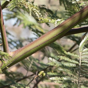 Acacia mearnsii at Kaleen, ACT - 2 Nov 2025 09:23 AM