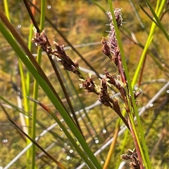 Machaerina rubiginosa (Soft Twig-rush) at Tianjara, NSW - 2 Nov 2025 by JaneR