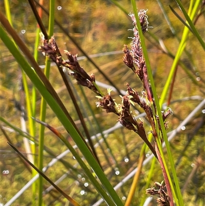 Machaerina rubiginosa (Soft Twig-rush) at Tianjara, NSW - 2 Nov 2025 by JaneR