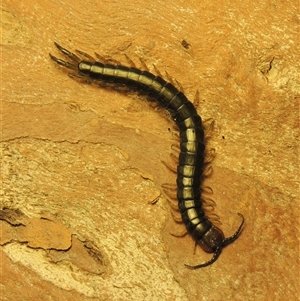 Cormocephalus aurantiipes (Orange-legged Centipede) at Conder, ACT - 9 Sep 2025 by MichaelBedingfield