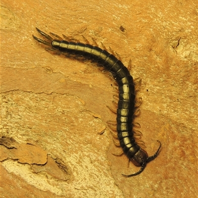 Cormocephalus aurantiipes (Orange-legged Centipede) at Conder, ACT - 9 Sep 2025 by MichaelBedingfield