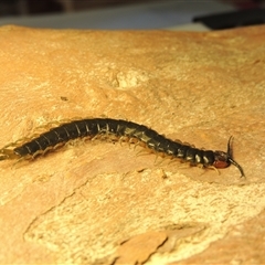 Cormocephalus aurantiipes at Conder, ACT - 9 Sep 2025 12:07 PM