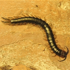 Cormocephalus aurantiipes at Conder, ACT - 9 Sep 2025 12:07 PM