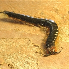 Cormocephalus aurantiipes at Conder, ACT - 9 Sep 2025 12:07 PM