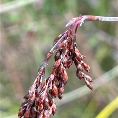Leptocarpus tenax (Slender Twine-rush) at Tianjara, NSW - 2 Nov 2025 by JaneR