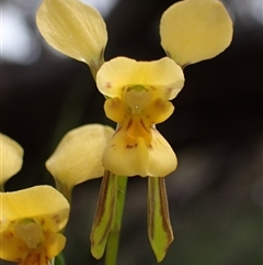 Diuris aurea (Golden Donkey Orchid) at Bango, NSW - 31 Oct 2025 by AnneG1