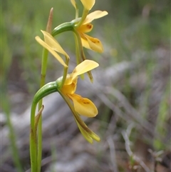 Diuris aurea at Bango, NSW - suppressed
