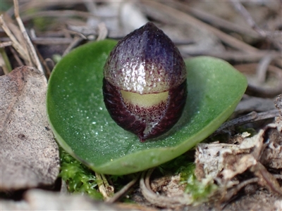 Corysanthes incurva (Slaty Helmet Orchid) by AnneG1