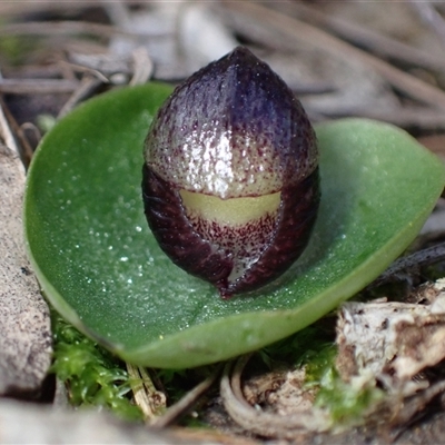 Corysanthes incurva (Slaty Helmet Orchid) at  - suppressed by AnneG1