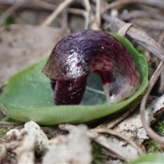 Corysanthes incurva at suppressed - suppressed