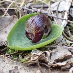 Corysanthes incurva at suppressed - suppressed