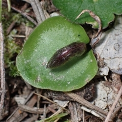 Corysanthes incurva at suppressed - suppressed