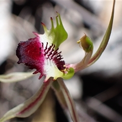 Caladenia atrovespa (Green-comb Spider Orchid) at Fadden, ACT - 25 Oct 2025 by AnneG1