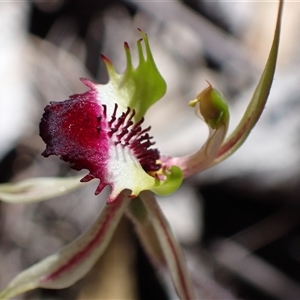 Caladenia atrovespa at Fadden, ACT - 25 Oct 2025 by AnneG1