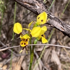 Diuris sulphurea (Tiger Orchid) at Fadden, ACT - 25 Oct 2025 by AnneG1
