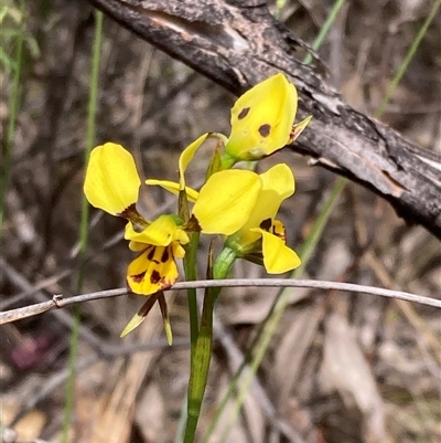 Diuris sulphurea (Tiger Orchid) at Fadden, ACT - 25 Oct 2025 by AnneG1