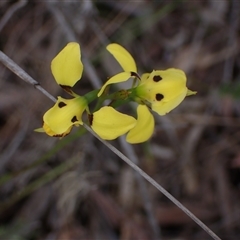 Diuris sulphurea at Fadden, ACT - suppressed