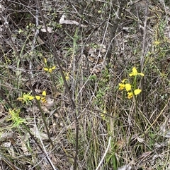 Diuris sulphurea at Fadden, ACT - suppressed