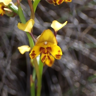 Diuris semilunulata (Late Leopard Orchid) at Fadden, ACT - 25 Oct 2025 by AnneG1