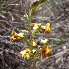 Diuris semilunulata at Fadden, ACT - suppressed