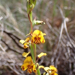 Diuris semilunulata at Fadden, ACT - suppressed