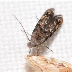 Leptozestis and Trachydora (genera) (A cosmet moth) by DianneClarke