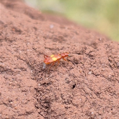 Unverified Beetle (Coleoptera) at Hereford Hall, NSW - 1 Nov 2025 by gregbaines