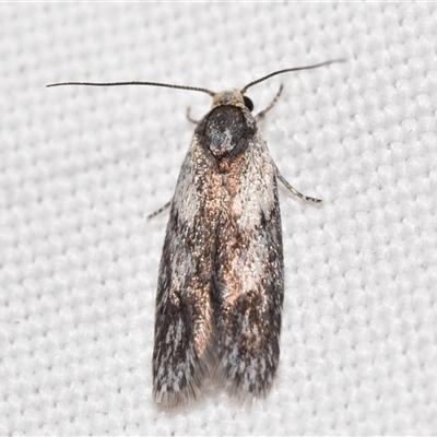 Phylomictis maligna (A Stenomatinae moth) at Jerrabomberra, NSW - 2 Nov 2025 by DianneClarke