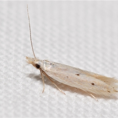 Megacraspedus niphodes (A Twirler moth (Gelechioidea) at  - suppressed by DianneClarke