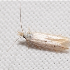 Megacraspedus niphodes at Jerrabomberra, NSW - suppressed