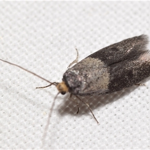 Unverified Pyralid or Snout Moth (Pyralidae & Crambidae) by DianneClarke
