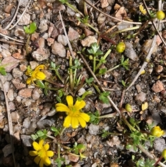 Ranunculus amphitrichus (Small River Buttercup) at Cotter River, ACT - 23 Oct 2025 by nathkay