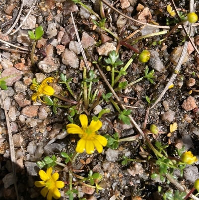 Ranunculus amphitrichus (Small River Buttercup) at Cotter River, ACT - 23 Oct 2025 by nathkay