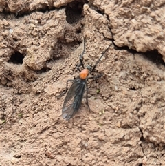 Plecia sp. (genus) (Lovebug Fly) at Hereford Hall, NSW - 1 Nov 2025 by gregbaines
