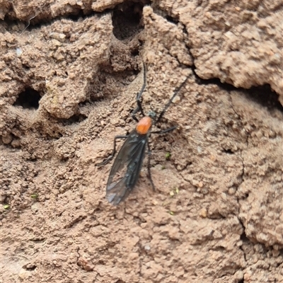 Plecia sp. (genus) (Lovebug Fly) at Hereford Hall, NSW - 1 Nov 2025 by gregbaines