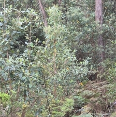 Olearia argophylla (Native Musk) at Hereford Hall, NSW - 1 Nov 2025 by gregbaines