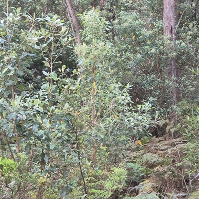 Olearia argophylla (Native Musk) at Hereford Hall, NSW - 1 Nov 2025 by gregbaines